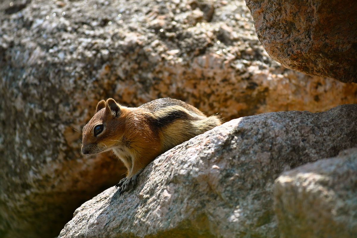 chipmunk